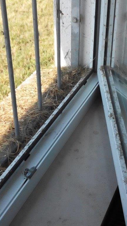 Rasenschnitt Fensterbrett Stadion Gebesee